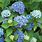 Hydrangea Macrophylla Care