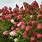 Hydrangea Paniculata Berry White