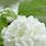 Hydrangea White Background