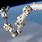 ISS Canadarm