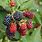 Identify Wild Berries