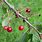 Identifying Wild Cherry Trees