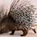 Images of Porcupine