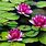 Images of Water Lilies