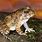 Indian Burrowing Frog