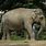 Indian Elephant Zoo