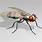 Insect 3D Model Free