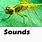 Insect Sounds