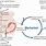 Intrauterine Hypoxia