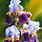 Iris Flower Watercolor