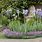 Iris Garden Ideas