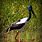 Jabiru Bird