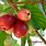 Jamaican Apple Tree Leaves