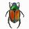 Japanese Beetle Identification