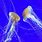 Japanese Sea Nettle Jellyfish