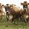 Jersey Cow Herd