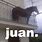 Juan Horse Face Meme