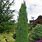 Juniperus Compressa