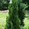 Juniperus Torulosa