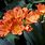 Kaffir Lily Flower