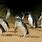 Kangaroo Island Penguins