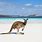 Kangaroo On Beach