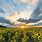 Kansas Sunflower Sunset