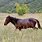Karakachan Horse