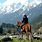 Kashmir Horse