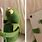 Kermit Love Phone Meme