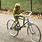 Kermit the Frog On a Bike