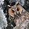 Kikinda Owls