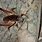 King Cricket Insect