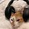 Kitten with Headphones