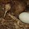 Kiwi Bird with Egg