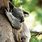 Koala Hug Pinterest