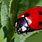 Ladybug Bug