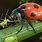 Ladybug Eating