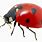 Ladybug Transparent