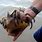 Large Hermit Crab