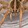 Large Spiders in Arizona