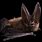 Large-Eared Bat