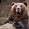 Largest Bear Species