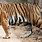 Largest Bengal Tiger
