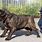 Largest Breed Mastiff Dog