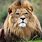 Largest Lion Species