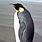 Largest Penguin
