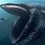 Largest Sea Mammal