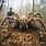 Largest Spider in World