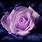 Lavender Blue Rose